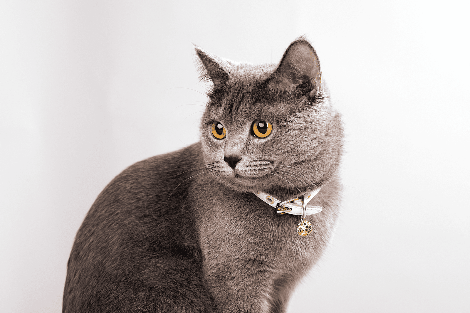 Purrfect Furry Friends Best Cat Collar