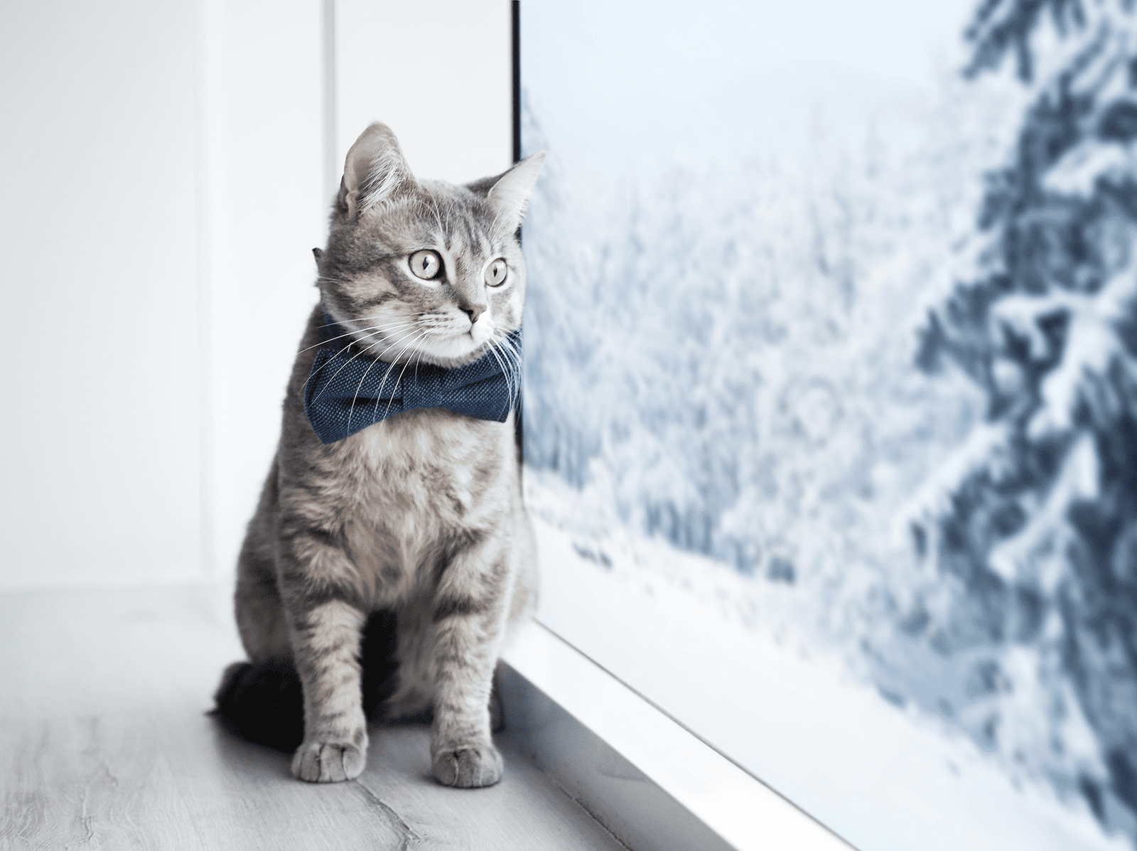 Purrfect Furry Friends Cat Bows In or Out