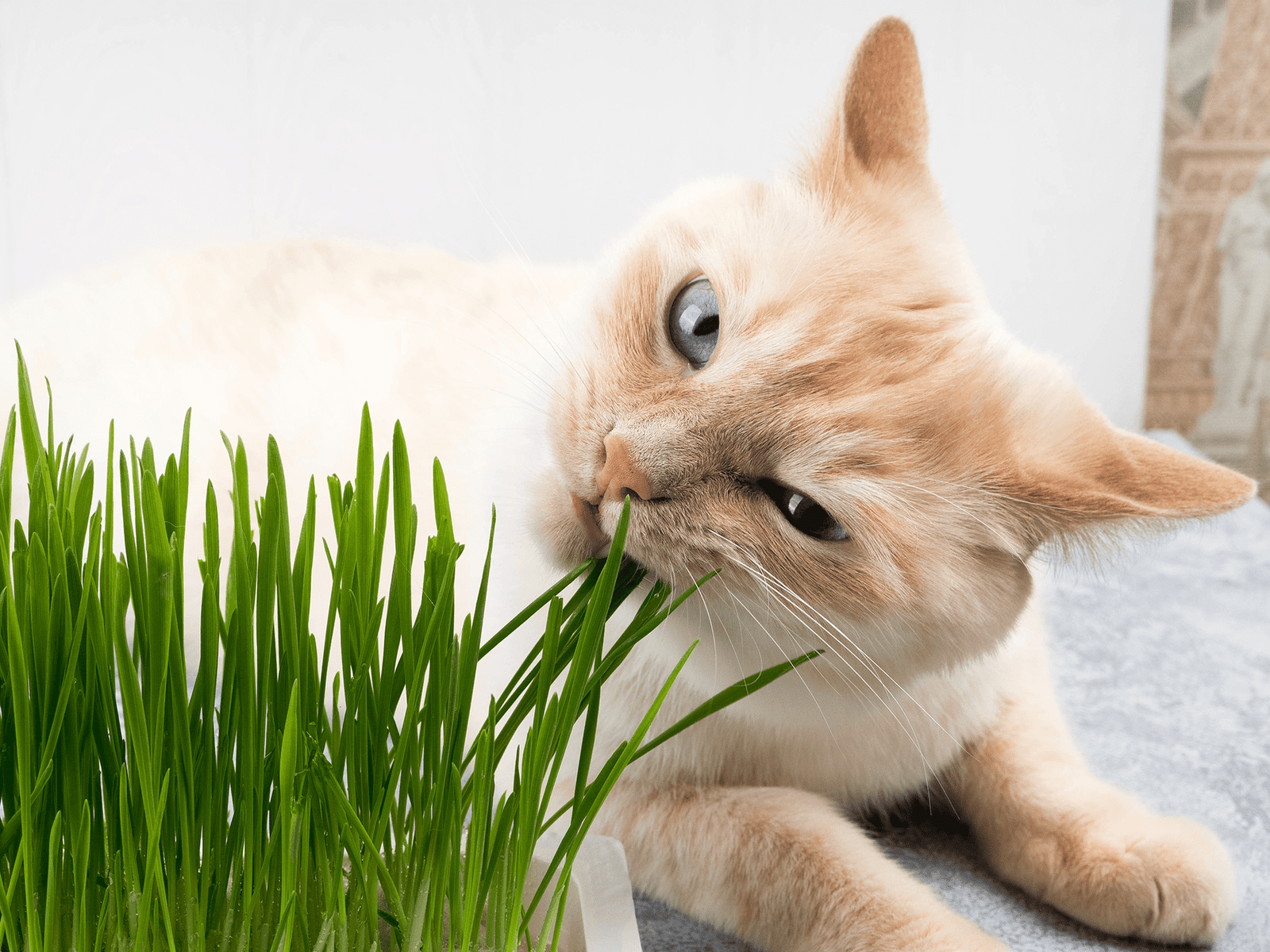 Purrfect Furry Friends Cat Crazy for Catnip