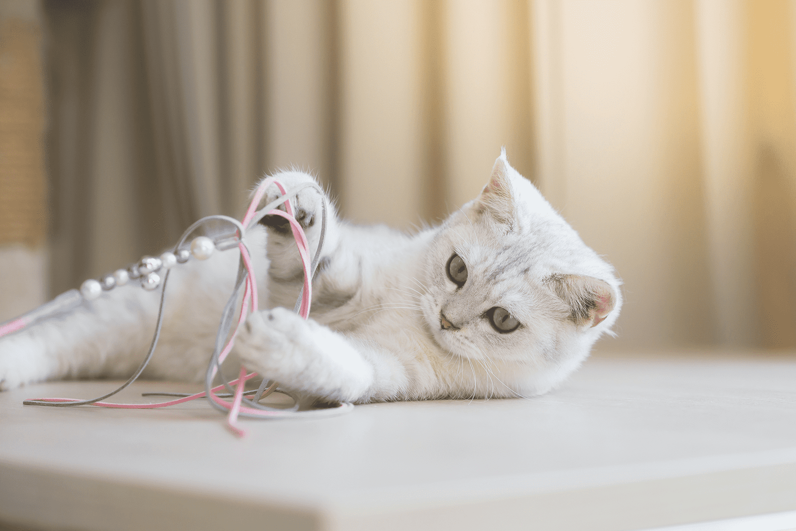 Purrfect Furry Friends Cat Games and Toys