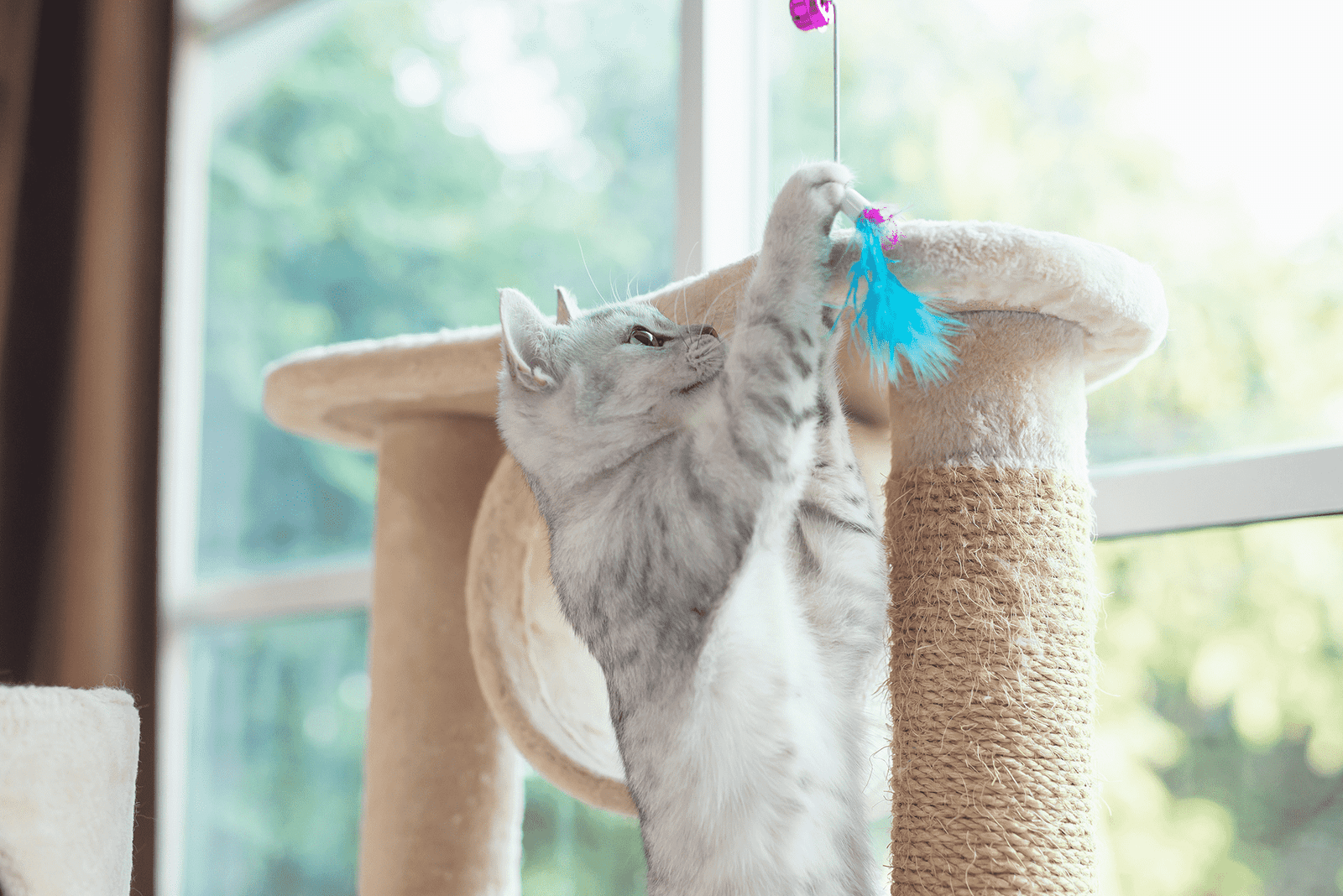 Purrfect Furry Friends Daily Play Essential