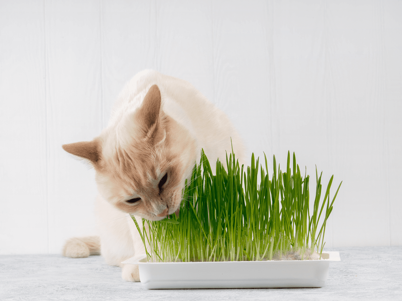 Purrfect Furry Friends Grow Catnip