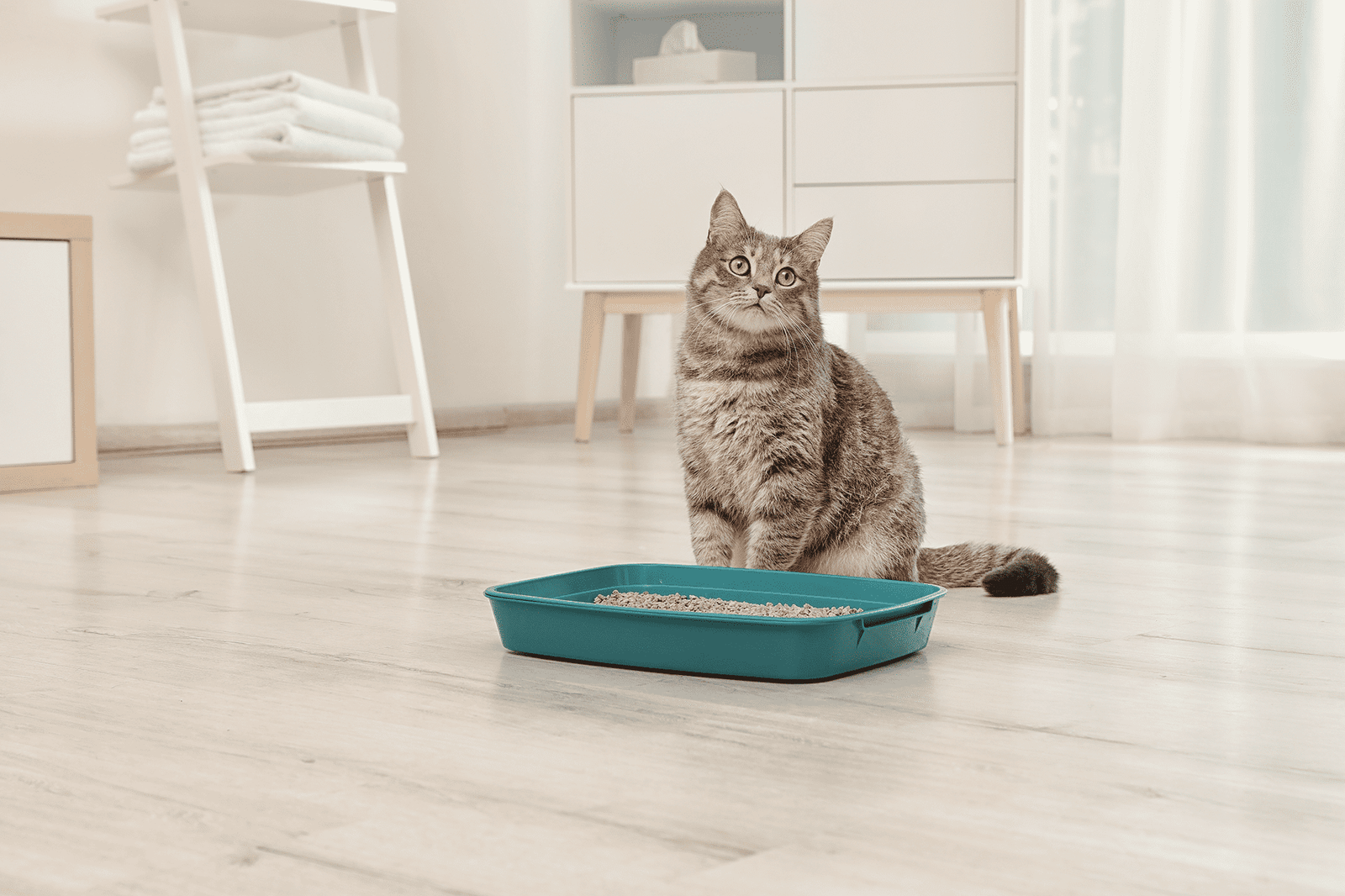 Purrfect Furry Friends Litter Box your cat will love