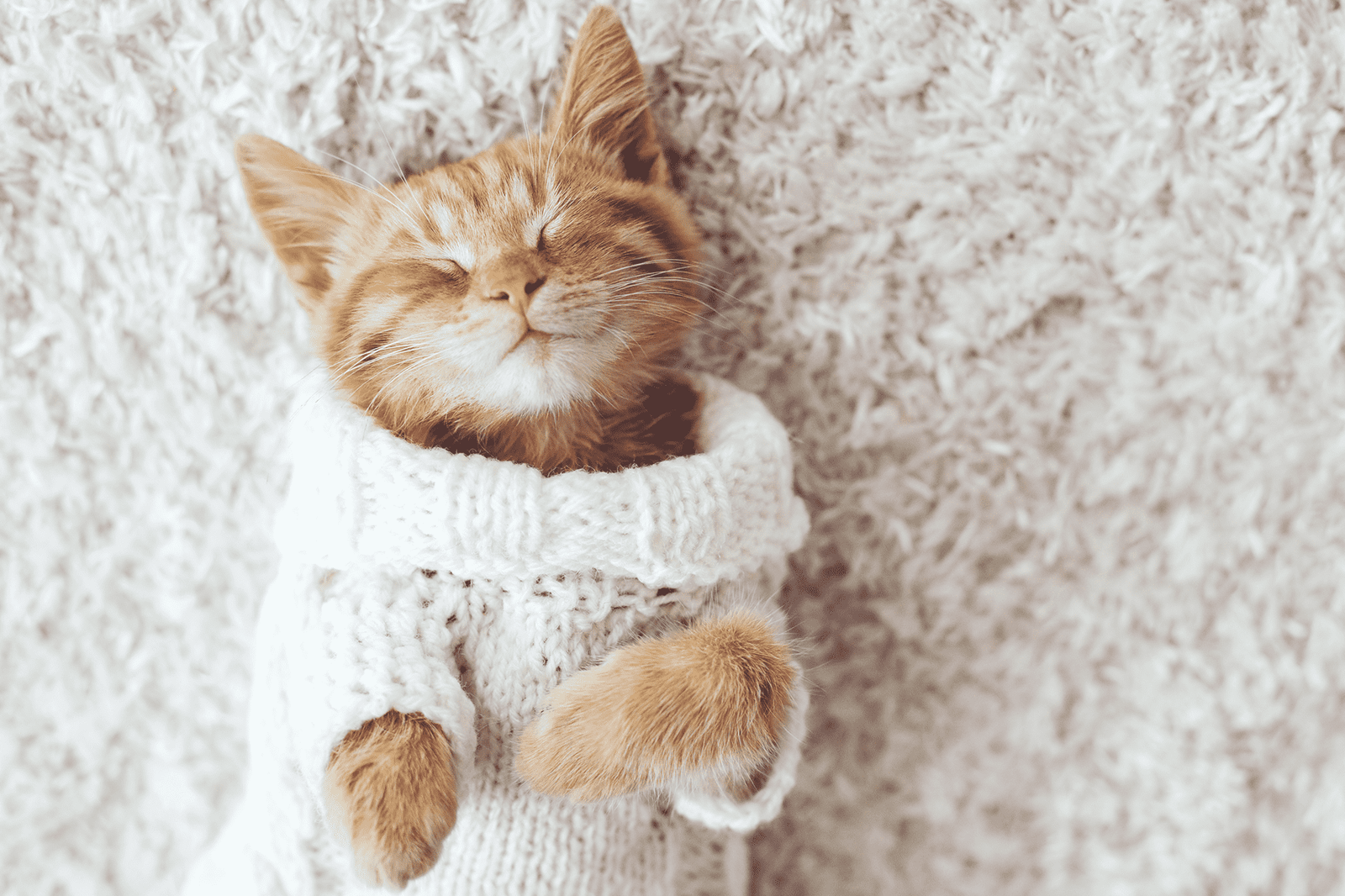 Purrfect Furry Friends Why you should dress your cat